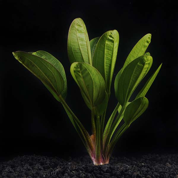 Red Pearl Plant Red Pearl Plant